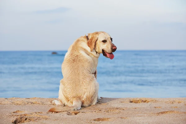 Hund och havet — Stockfoto