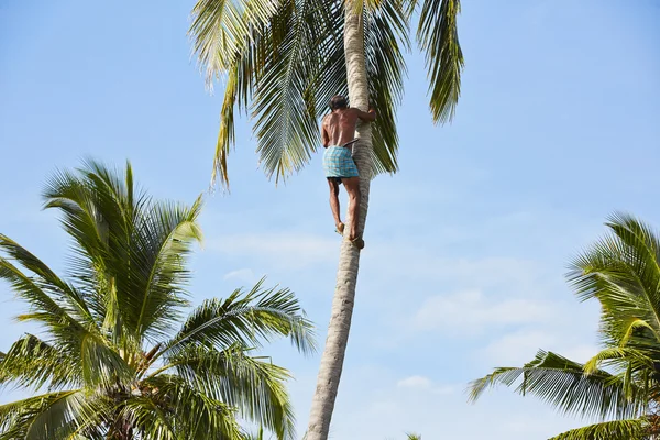 Coconut man — Stock Photo, Image