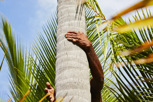 Coconut man — Stock Photo, Image