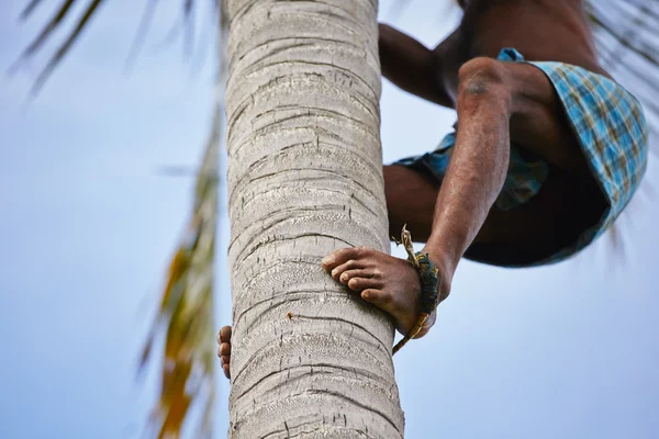 Coconut man — Stock Photo, Image