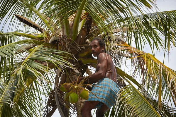 Hindistan cevizi adam