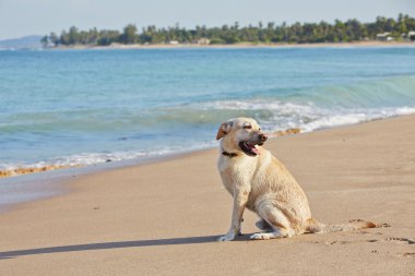 köpek ve deniz