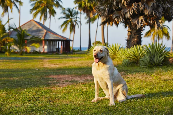 Hund på semester — Stockfoto