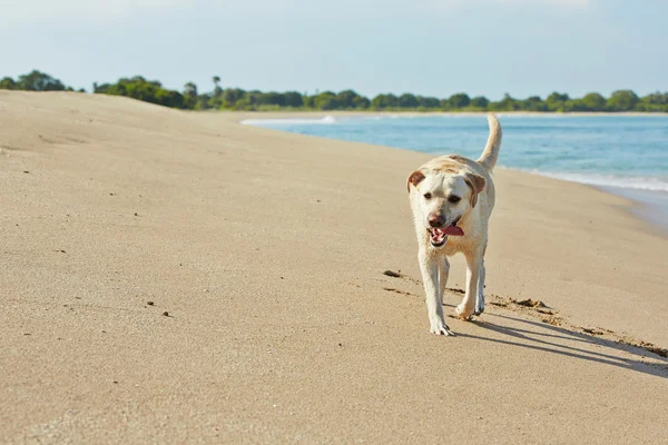 Hund och havet — Stockfoto