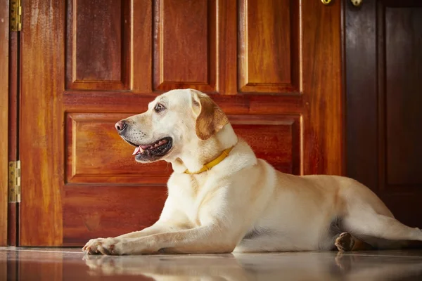 Hund zu Hause — Stockfoto