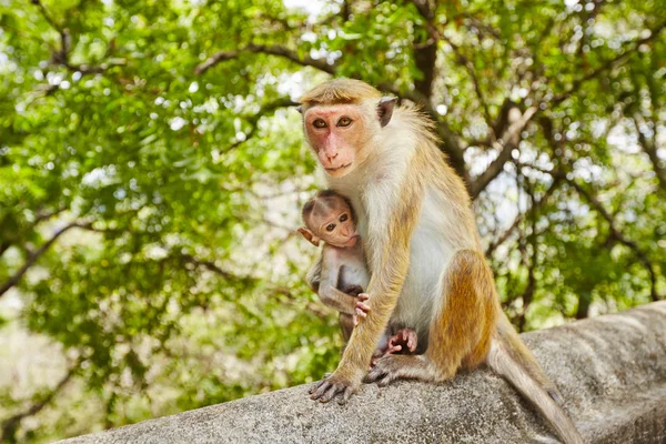 有孩子的猴子妈妈 — 图库照片
