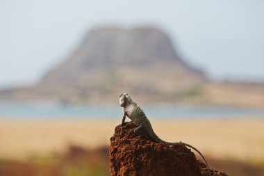 bukalemun