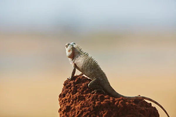 Chameleon — Stock Photo, Image