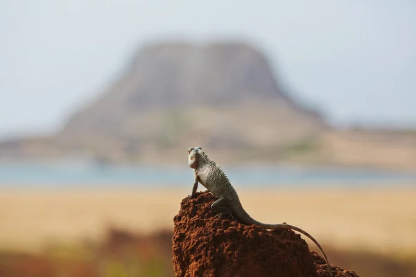 Chameleon — Stock Photo, Image