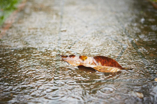 Kraftigt regn — Stockfoto