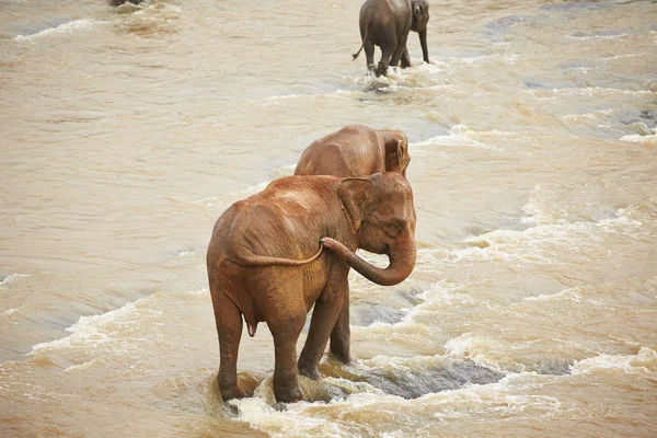 Elephants — Stock Photo, Image