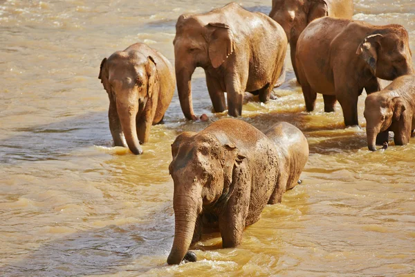 Elephants — Stock Photo, Image