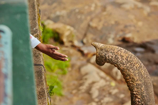 Hand und Kofferraum — Stockfoto