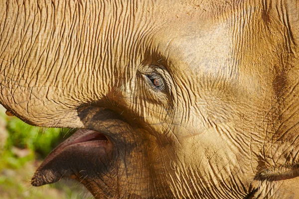 Elephant — Stock Photo, Image