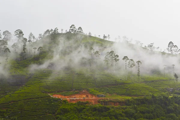 Plantación de té —  Fotos de Stock