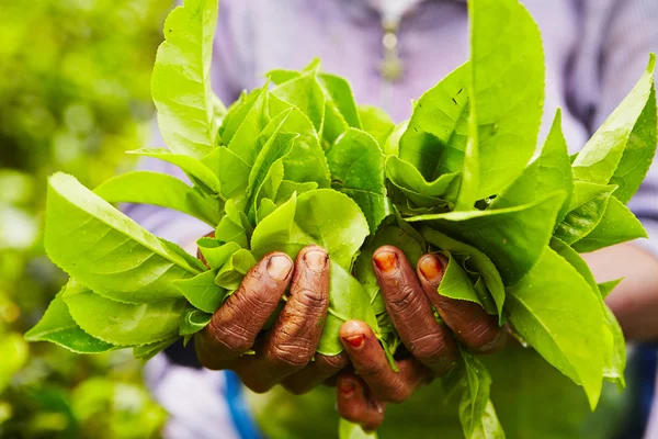 Tea plantation — Stock Photo, Image