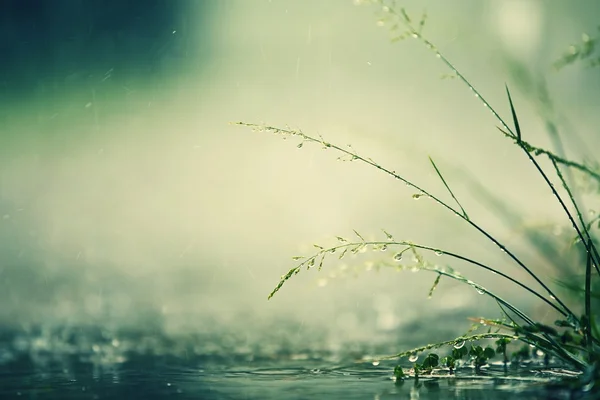 Проливной дождь — стоковое фото