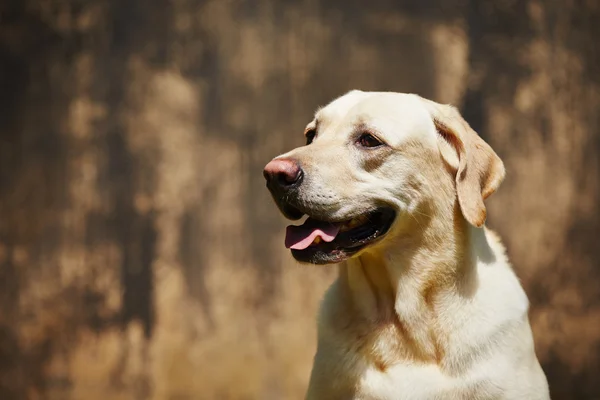 Labrador retriever —  Fotos de Stock