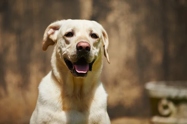 Labrador-retriever — Stock Fotó