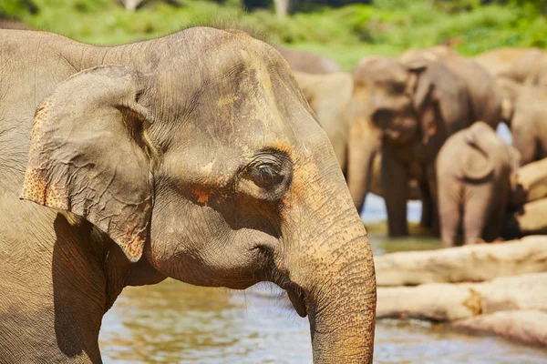 Elephants — Stock Photo, Image