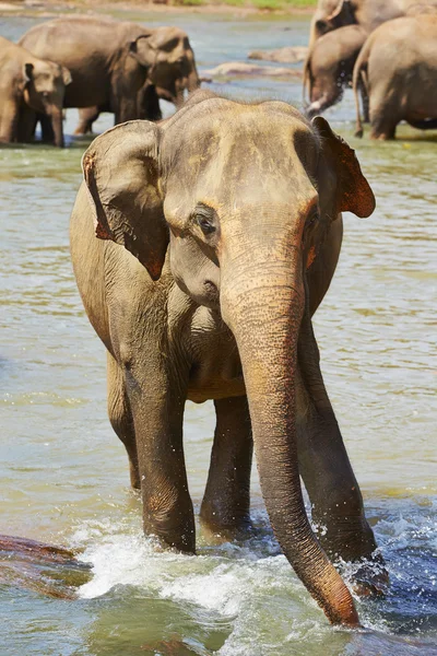 Elephants — Stock Photo, Image