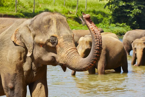 Elephants — Stock Photo, Image