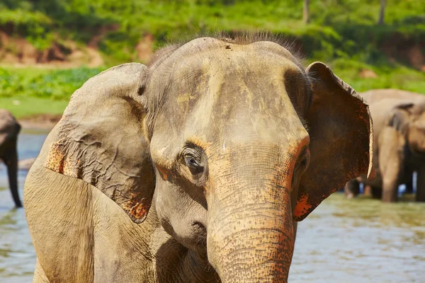 Elephants — Stock Photo, Image