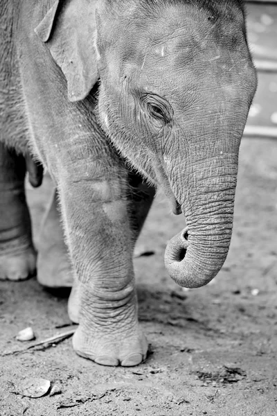 Baby of elephant — Stock Photo, Image