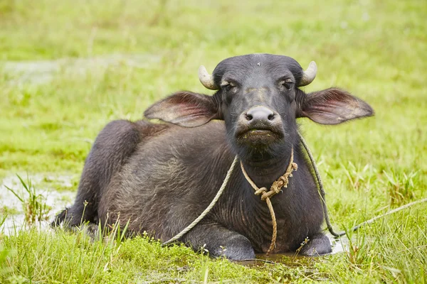 Water buffalo — Stock Photo, Image