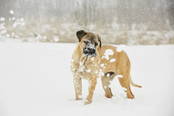 Hond in de winter — Stockfoto