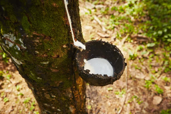 Rubber tree — Stock Photo, Image