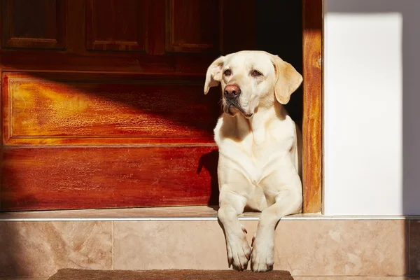 Cão está esperando — Fotografia de Stock