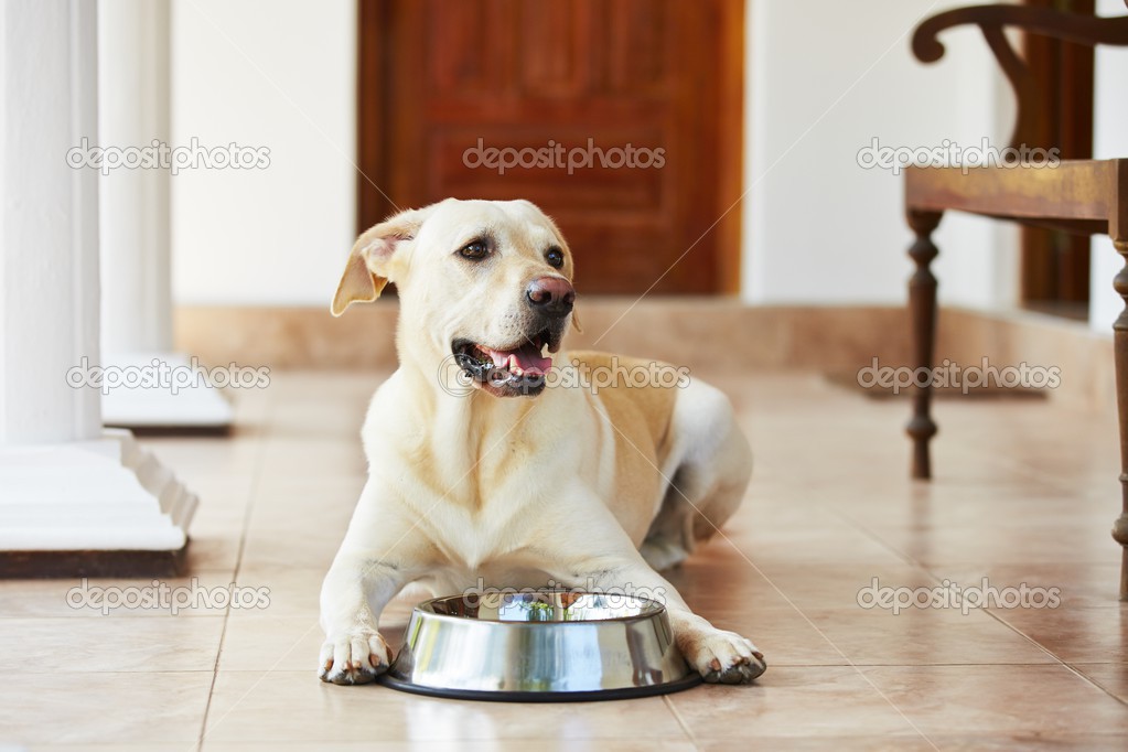 Hungry dog