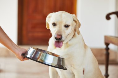 Aç Köpek