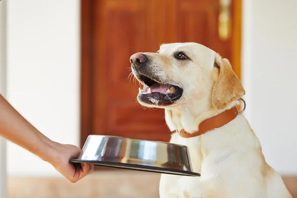 Cão faminto — Fotografia de Stock