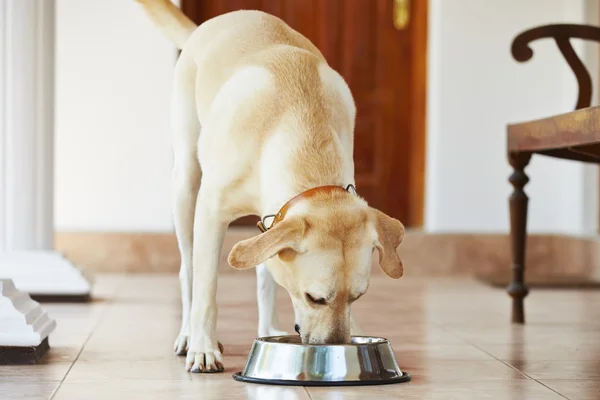 Hongerige hond — Stockfoto