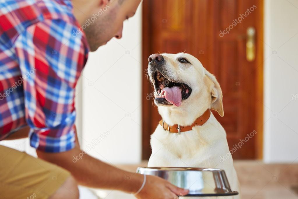 Hungry dog