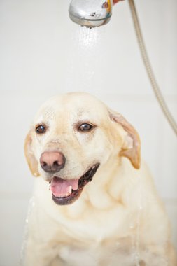 köpek banyoda