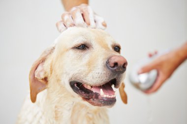 köpek banyoda