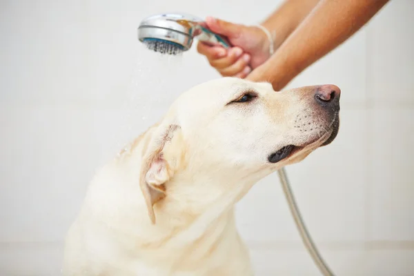Köpek banyoda — Stok fotoğraf