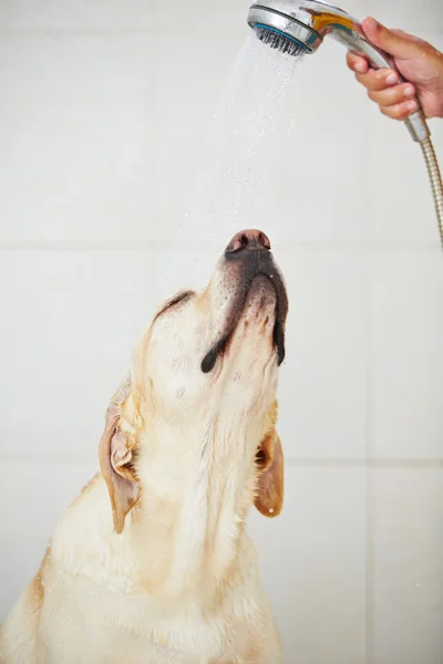 Perro en el baño —  Fotos de Stock