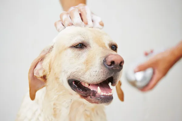 Hond in badkamer — Stockfoto