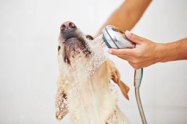 Hund im Badezimmer — Stockfoto