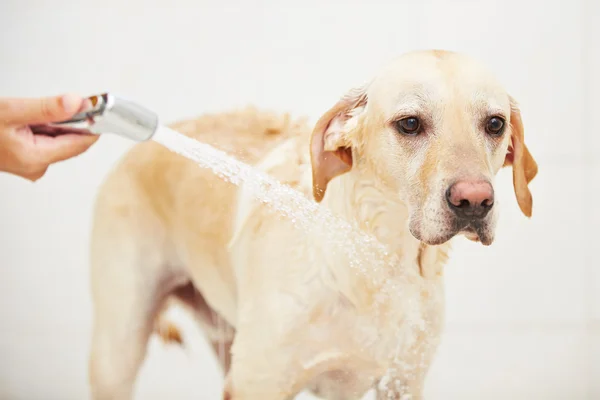 Hond in badkamer — Stockfoto