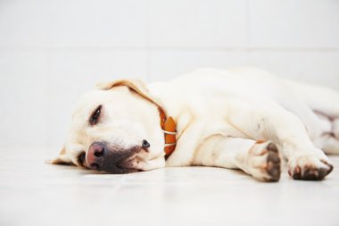 kötü köpek