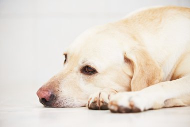 Üzgün Köpek