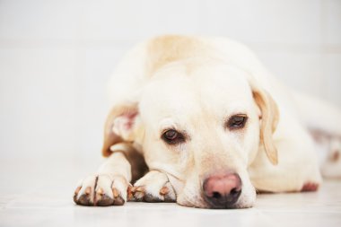 Üzgün Köpek