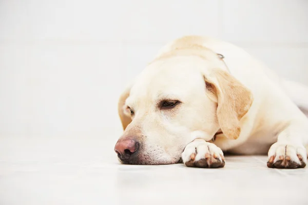 Cão triste — Fotografia de Stock