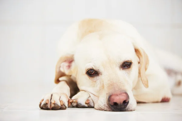 Sad dog — Stock Photo, Image