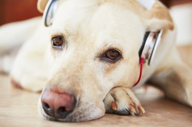 köpek müzik dinleme olduğunu